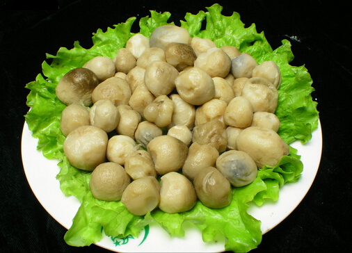草菇的做法-草菇怎麼做營養