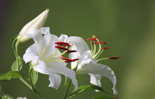 百合花的象徵意義-百合花的養殖技巧