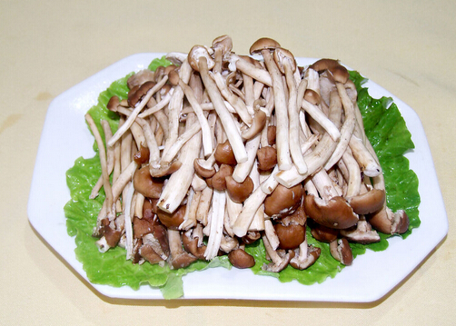 茶樹菇的營養價值-茶樹菇的適宜人群