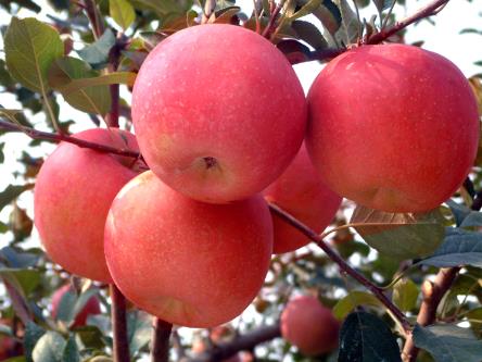 哺乳期能吃蘋果嗎？哺乳期吃蘋果有什麼好處