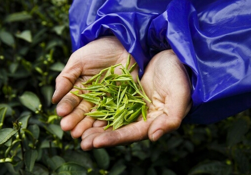 喝茶的好處和壞處-喝綠茶的好處