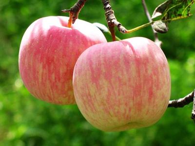蘋果皮有營養嗎？蘋果皮的營養價值與作用