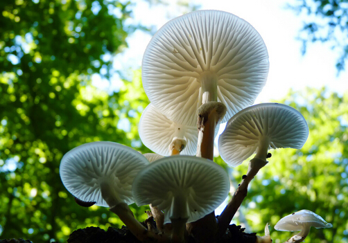 哺乳期可以吃蘑菇嗎？吃蘑菇的做法