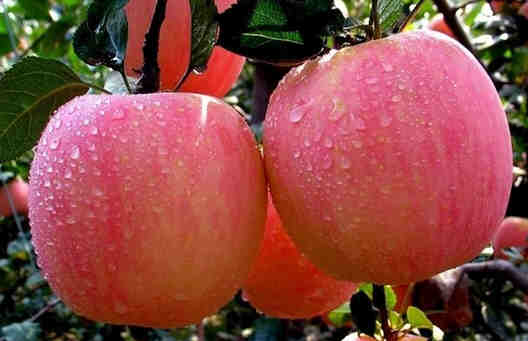常吃吃蘋果的六大好處 美容養顏降血脂