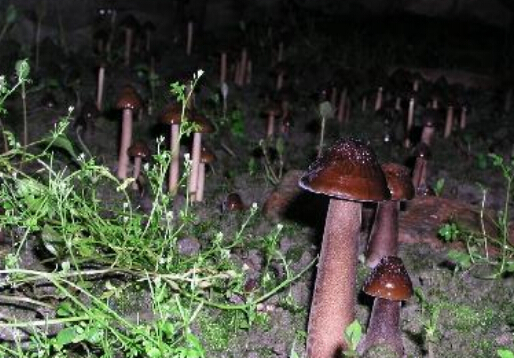 長根菇的做法-長根菇的種植技術