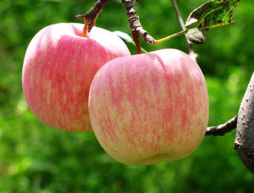 蘋果竟是最骯髒的水果？怎麼吃蘋果才健康？