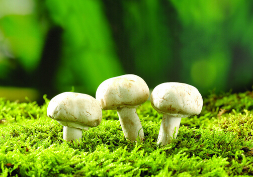 蘑菇富含重金屬有害健康是真的嗎？