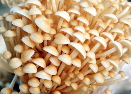金針菇的營養價值