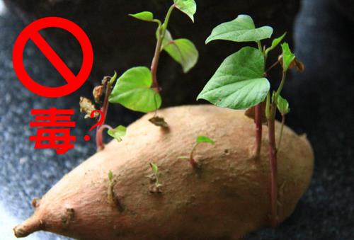 吃發芽的紅薯會不會中毒？紅薯發芽了還能吃嗎