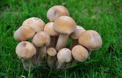 蘑菇學挑選 美味更保健