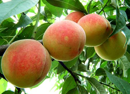 吃桃子有什麼好處？桃子的功效與作用