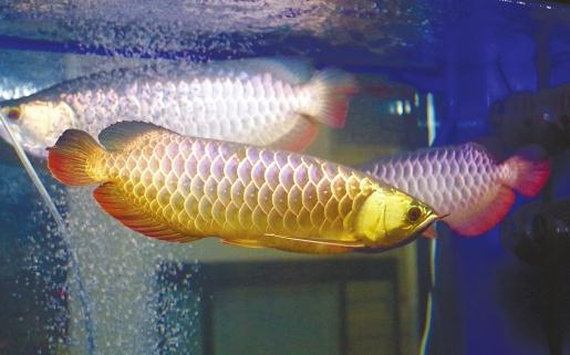 常見的五種龍魚飼料-紅辣椒龍魚的特徵