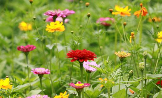 室內適合養什麼花草？這些花草不要養在室內