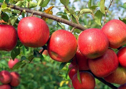 營養飲食大揭秘：吃蘋果居然會傷牙！