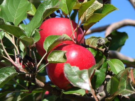 蘋果的營養價值、功效與作用、食用禁忌