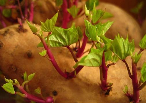 紅薯發芽了還能吃嗎？發芽的紅薯能吃嗎