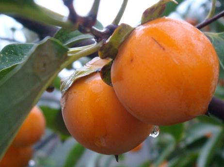 柿子皮能吃嗎？吃柿子的飲食禁忌