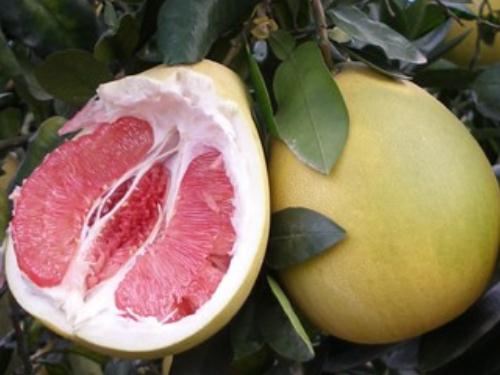 什麼人不能吃柚子？柚子的營養價值和食用注意事項