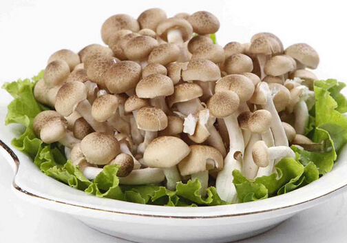 真姬菇的做法-真姬菇的營養價值