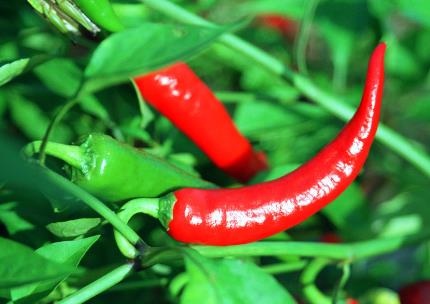 吃辣椒的好處和壞處：7種人最好不要吃辣椒
