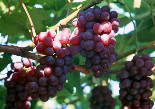 山葡萄的種植技術-山葡萄的功效與作用