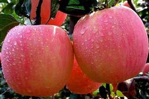 蘋果也有兩面性 這2類人不宜吃蘋果