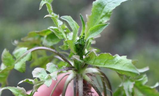 這些野菜營養又好吃 你吃過嗎？