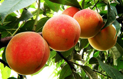 桃子的營養價值-吃桃子的好處