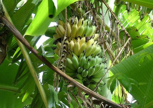 芭蕉和香蕉的區別-芭蕉的功效與作用