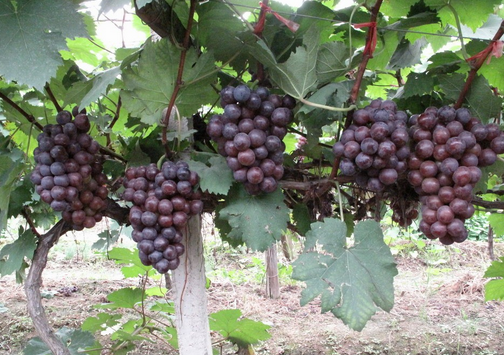 夏黑葡萄的種植技術-夏黑葡萄的功效與作用