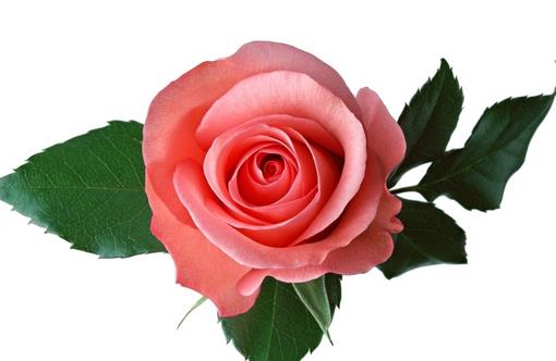 絲瓜玫瑰是祛斑美容高手