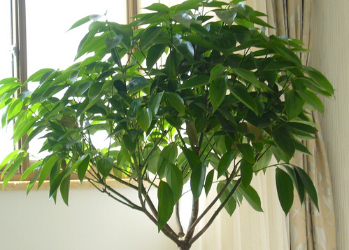 平安樹的風水學應用-平安樹在家居中的作用
