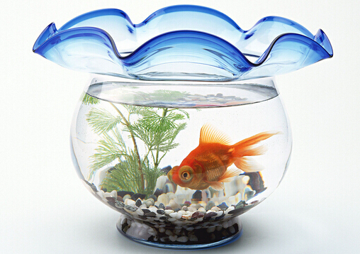 魚缸的擺放方位-魚缸與家居運勢的關係
