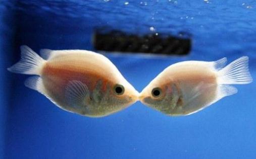 接吻魚的魚缸擺放位置-接吻魚的風水學應用