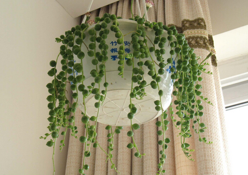 珍珠吊蘭在家居中的作用-珍珠吊蘭的簡介