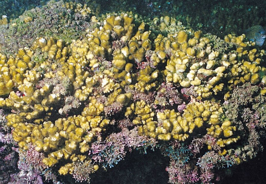 膨珊瑚的風水學應用-膨珊瑚在家居中的作用