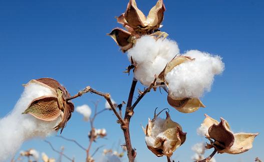 長絨棉和細絨棉的區別 長絨棉的特點