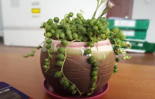 珍珠吊蘭的簡介-珍珠吊蘭的養殖方法