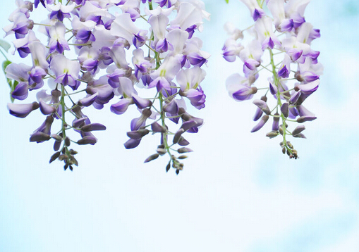 紫籐花的風水學應用-紫籐花在家居中的作用