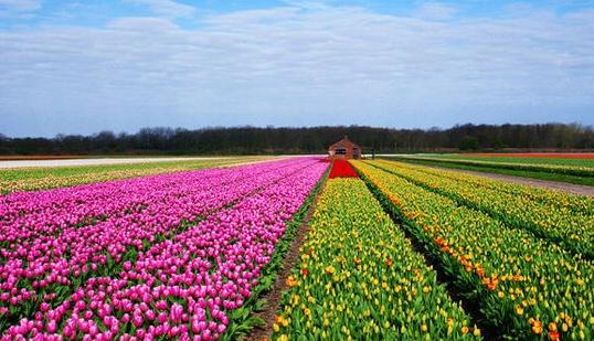 來荷蘭欣賞花車的盛會吧！
