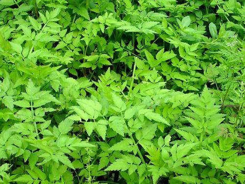 綠色植物能夠吸收或降解土壤、地下水或大氣中的各種污染物