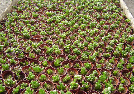 筒葉花月的風水學應用-筒葉花月的養殖方法